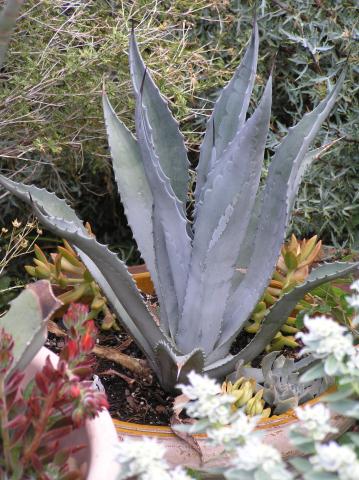 Agave lophantha /"Quadricolor/" Nice Starter Plants FOUR Colors on the Leaves!