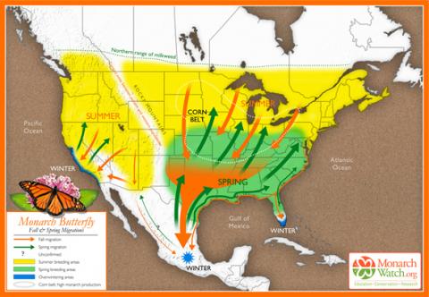 The Perilous Migration of the Monarch Butterfly