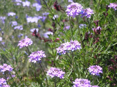 Discover these Plants! Seven Garden-Worthy Wildflowers | High Plains ...