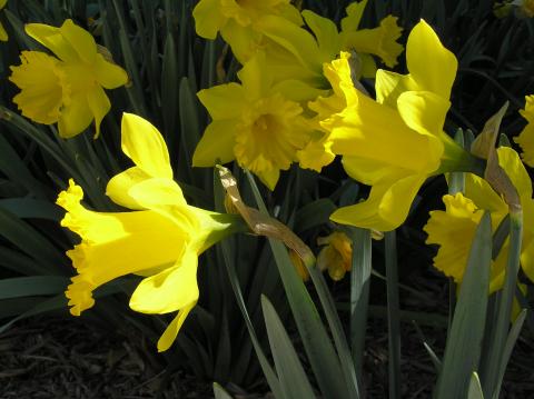 Daffodil Organization  High Plains Gardening